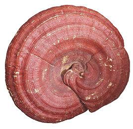 《宝可梦：朱紫》最新更新上线 修复多个问题